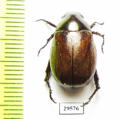 Rutelinae sp.  Panama - INSECTS-STORE.RU