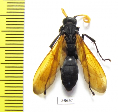 Hymenoptera sp.  Panama - INSECTS-STORE.RU