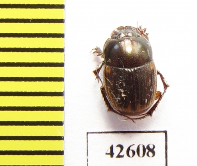 Onthophagus sp.  South Africa Rep. - INSECTS-STORE.RU