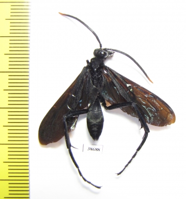 Hymenoptera sp.  Panama - INSECTS-STORE.RU