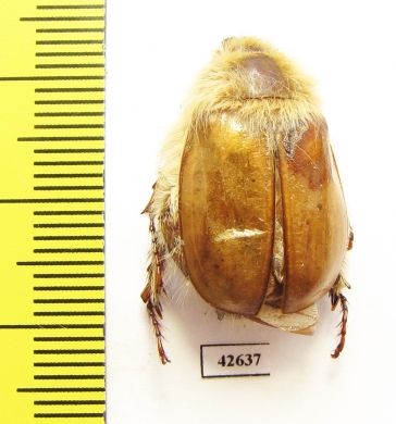 Sparrmannia sp.  South Africa Rep. - INSECTS-STORE.RU