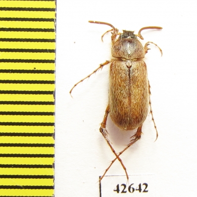 Melolonthinae sp.  South Africa Rep. - INSECTS-STORE.RU