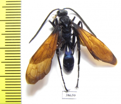 Hymenoptera sp.  Panama - INSECTS-STORE.RU