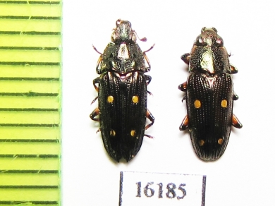 Helotidae sp.  Laos - INSECTS-STORE.RU