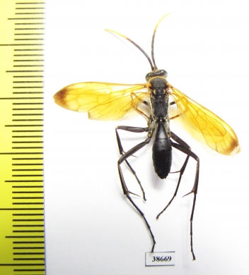 Hymenoptera sp.  Peru - INSECTS-STORE.RU