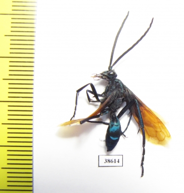 Hymenoptera sp.  Peru - INSECTS-STORE.RU