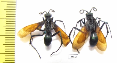 Hymenoptera sp.  Peru - INSECTS-STORE.RU