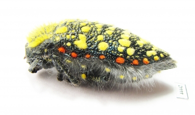 Julodis sulcicollis ssp.1  South Africa Rep. - INSECTS-STORE.RU