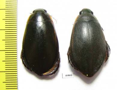 Cybister lateralimarginalis, pair  Russia, Astrakhan reg. - INSECTS-STORE.RU