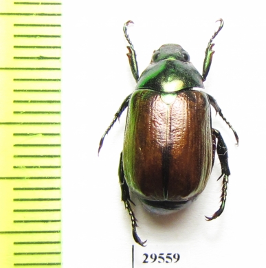 Rutelinae sp.  Panama - INSECTS-STORE.RU