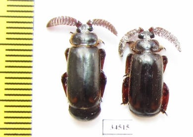 Paussinae sp.  South Africa Rep. - INSECTS-STORE.RU