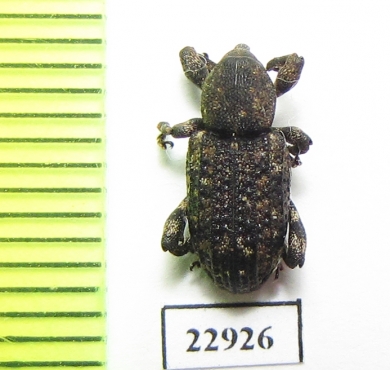 Curculionidae sp.  South Africa Rep. - INSECTS-STORE.RU