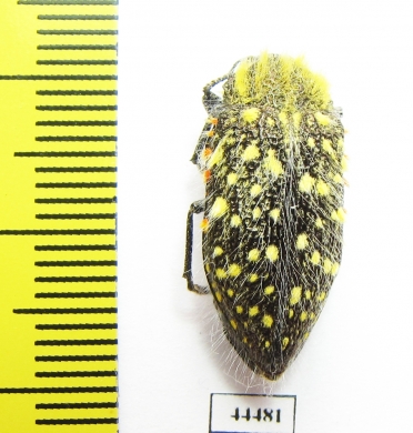 Julodis chevrolati ssp.2  South Africa Rep. - INSECTS-STORE.RU