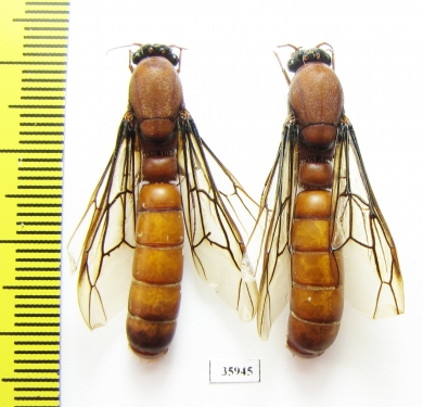 Formicidae sp.  Tanzania - INSECTS-STORE.RU