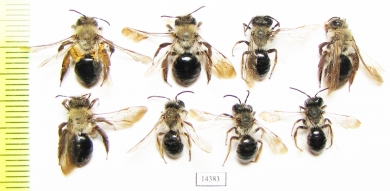 Hymenoptera sp.  Russia, Tver reg. - INSECTS-STORE.RU