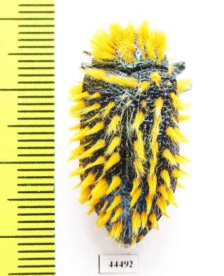 Julodis viridipes ssp.1 South Africa Rep. - INSECTS-STORE.RU