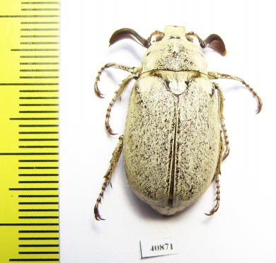 Polyphylla alba, male  Russia, Astrakhan reg. - INSECTS-STORE.RU