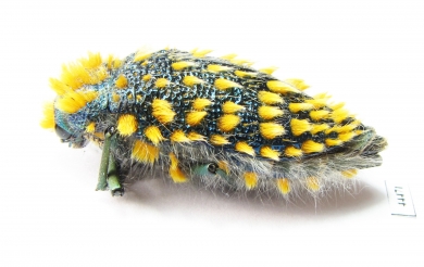 Julodis viridipes ssp.1  South Africa Rep. - INSECTS-STORE.RU