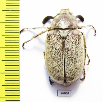 Polyphylla alba, male  Russia, Astrakhan reg. - INSECTS-STORE.RU