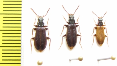 Pythidae, Pytho depressus  Russia, Tver reg. - INSECTS-STORE.RU