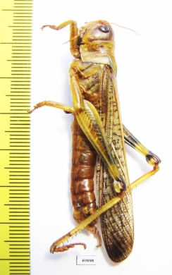 Orthoptera sp.  Russia, Astrakhan reg. - INSECTS-STORE.RU