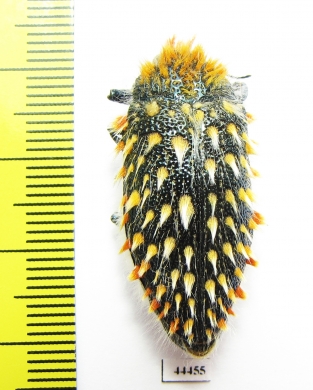 Julodis cirrosa hirtiventris  South Africa Rep. - INSECTS-STORE.RU