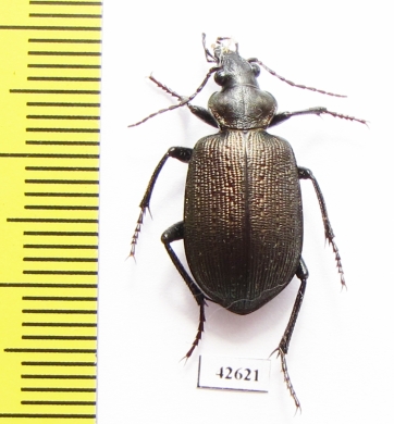 Calosoma imbricatum hottentotum  South Africa Rep. - INSECTS-STORE.RU