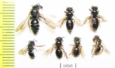 Hymenoptera sp.  Russia, Tver reg. - INSECTS-STORE.RU