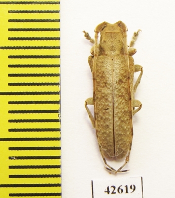 Cerambycidae sp.  South Africa Rep. - INSECTS-STORE.RU