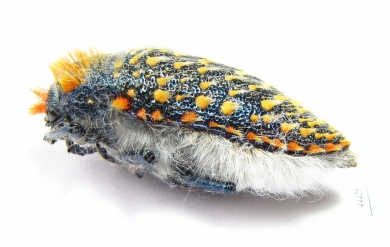 Julodis cirrosa hirtiventris  South Africa Rep. - INSECTS-STORE.RU