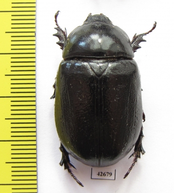 Dynastinae sp.  South Africa Rep. - INSECTS-STORE.RU