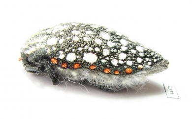 Julodis sulcicollis ssp.  South Africa Rep. - INSECTS-STORE.RU