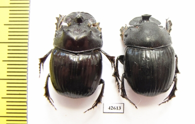 Copris sp., pair  South Africa Rep. - INSECTS-STORE.RU