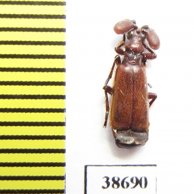 Paussinae, Katapaussus cilipes hirsutus  Tanzania - INSECTS-STORE.RU