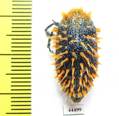 Julodis sp.  South Africa Rep. - INSECTS-STORE.RU