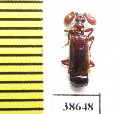 Paussinae, Spinicoxipaussus spinicoxis  Tanzania - INSECTS-STORE.RU