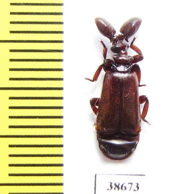 Paussinae sp.  Zambia - INSECTS-STORE.RU