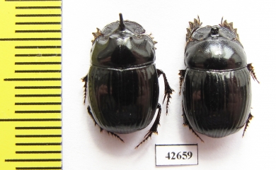 Copris sp., pair  South Africa Rep. - INSECTS-STORE.RU