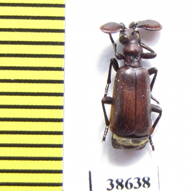 Paussinae sp.  Ethiopia - INSECTS-STORE.RU