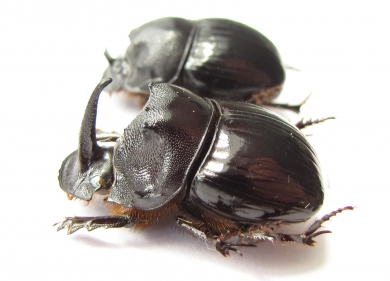Copris sp., pair  South Africa Rep. - INSECTS-STORE.RU