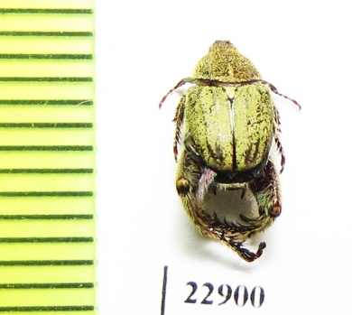 Hopliini sp.  South Africa Rep. - INSECTS-STORE.RU