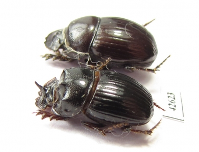 Copris sp., pair  South Africa Rep. - INSECTS-STORE.RU