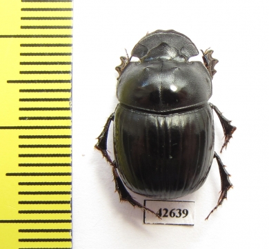 Catharsius sp.  South Africa Rep. - INSECTS-STORE.RU