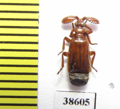 Paussinae sp.  Ethiopia - INSECTS-STORE.RU