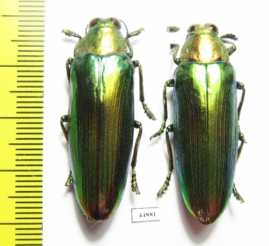 Chrysochroa bimaensis, pair  Indonesia, Flores isl. - INSECTS-STORE.RU