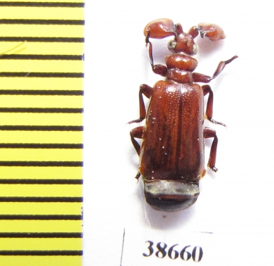 Paussinae sp.  Ethiopia - INSECTS-STORE.RU