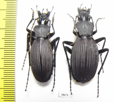 Eudromus sp., pair  Madagascar - INSECTS-STORE.RU