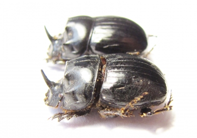 Copris lunaris  Russia, Astrakhan reg. - INSECTS-STORE.RU