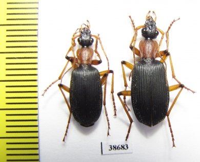 Galerita sp.  Panama - INSECTS-STORE.RU