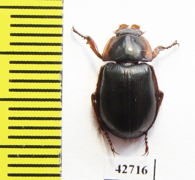 Hybosoridae sp.  South Africa Rep. - INSECTS-STORE.RU